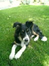 Amy at about 6 months (Summer 2003) Amy at about 6 months (Summer 2003)