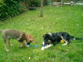 Amy and Tinka (Summer 2003) Amy and Tinka (Summer 2003)