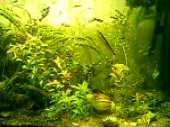 Aquarium (video) Aquarium (video)