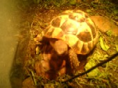 Schickdi the tortoise.