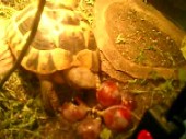 Schickdi having dinner (Video, Summer 2003) Schickdi having dinner (Video, Summer 2003)